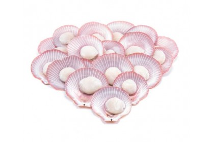 Scallop Pink Shell 粉红扇贝 500GM（VIP会员价：RM17.80）