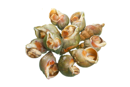 Green Whelk 翡翠螺 500gm（VIP会员价：RM20.80）